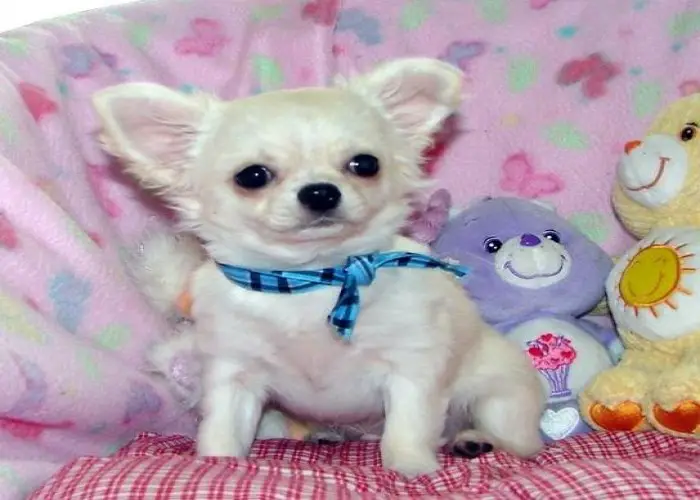 Tea cup Chihuahua puppies for loving home